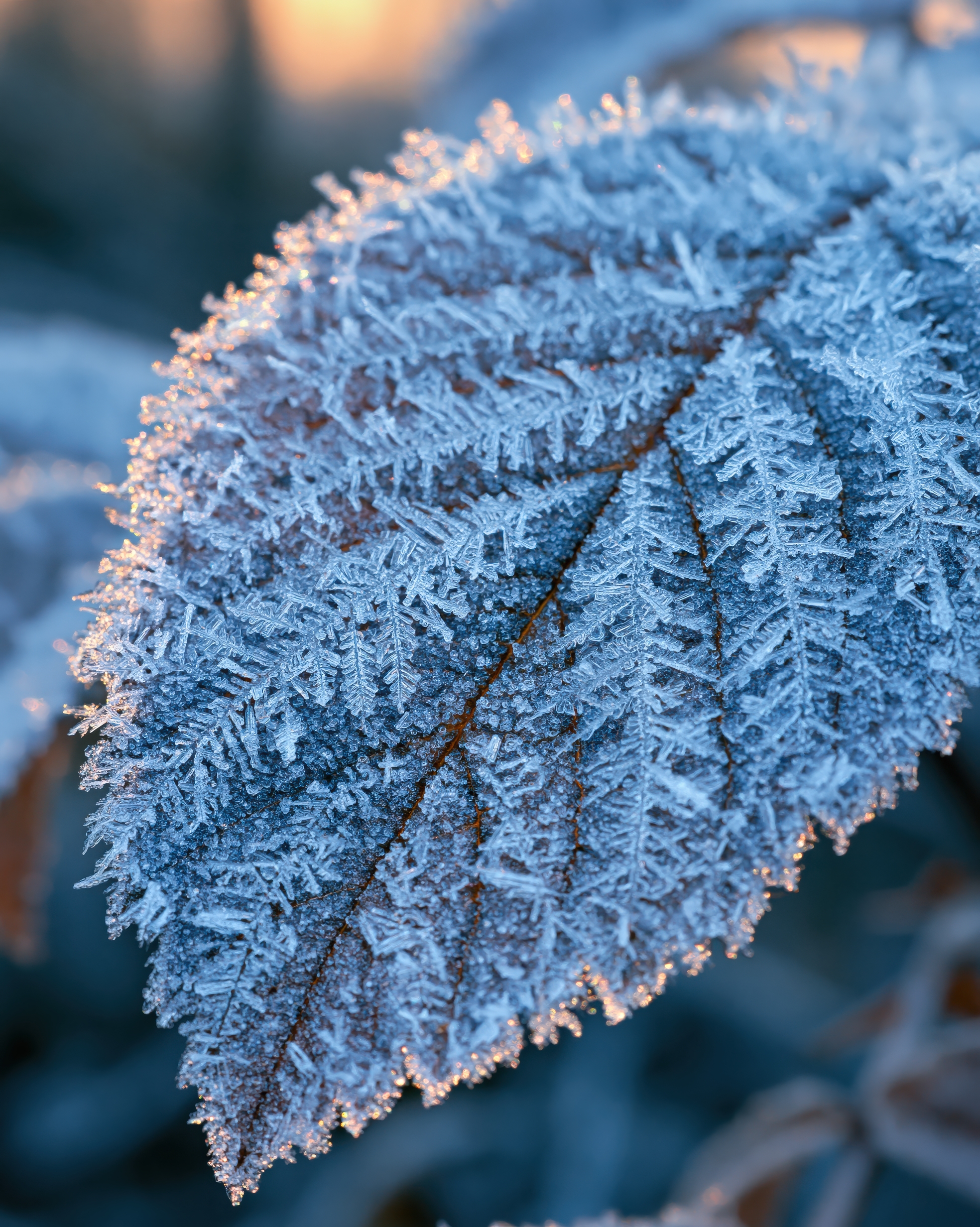 Kristall: Frost legt sich wie ein stilles Muster über das Blatt und verwandelt Kälte in Zeichnung.